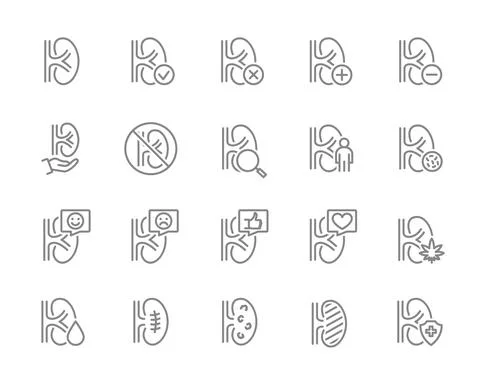 Set of human kidneys line icon. Healthy internal organ, organ responsible for Stock Illustration