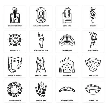 Set of Human Lips, Big Moustache, Immune System, Men Back, Large Intestine, R Selección de ilustraciones gratis