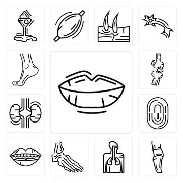 Set of Human Lips, Body Side, Respiratory System, Foot Bones, Mouth Open, Fin Free Stock Illustration