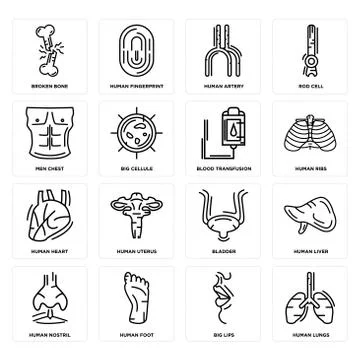 Set of Human Lungs, Big Lips, Nostril, Bladder, Heart, Blood Transfusion, Men Selección de ilustraciones gratis