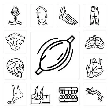 Set of Human Muscle, Neuron, Teeth, Men Knee, Buttocks, Heart, Skull, Ribs, B Free Stock Illustration