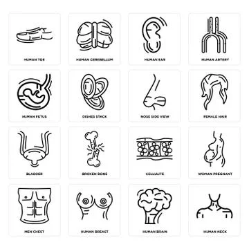 Torso, leg, neck and buttocks. Body parts set collection icons in