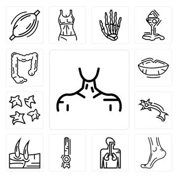 Set of Human Neck, Buttocks, Respiratory System, Rod Cell, Men Knee, Neuron,  Free Stock Illustration