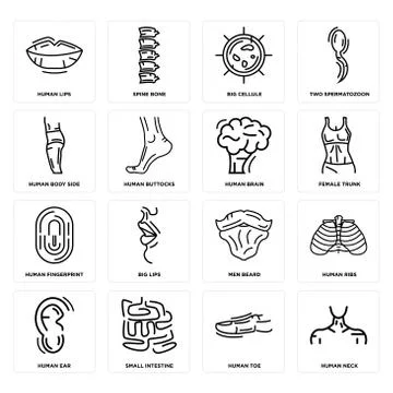 Set of Human Neck, Toe, Ear, Men Beard, Fingerprint, Brain, Body Side, Big Ce Illustrazione stock gratuita
