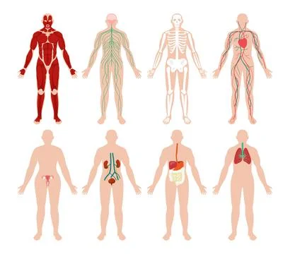 Set of human organ system collection, Medical Education Chart of Biology po.. Stock Illustration