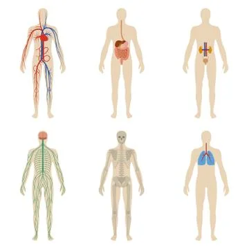 Set human organs and systems of the body vitality Stock Illustration