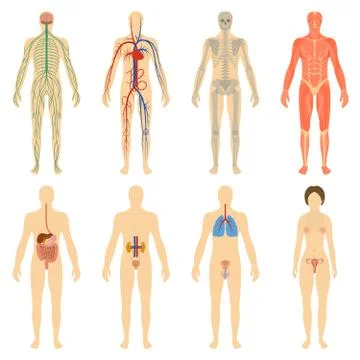 Set human organs and systems of the body vitality Stock Illustration