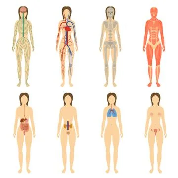 Set human organs and systems of the body vitality Stock Illustration