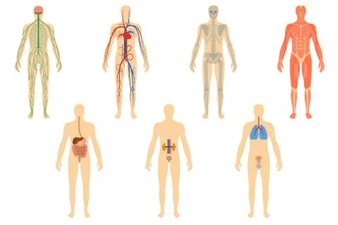 Set of human organs and systems Illustrazione stock