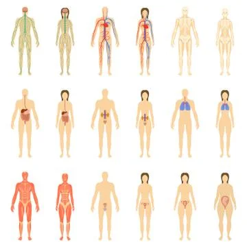 Set of human organs and systems of the body vitality. Vector illustration Stock Illustration