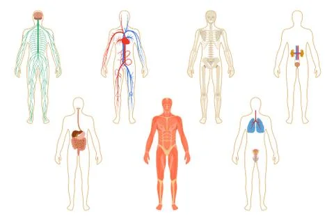 Set of human organs and systems Illustrazione stock