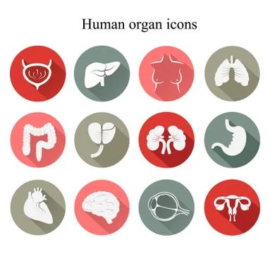Set of human organs flat icons. vector. Stock Illustration