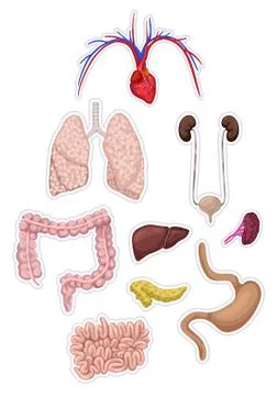 Set of human organs, internal organs. Anatomy. Vector illustration. Stock Illustration