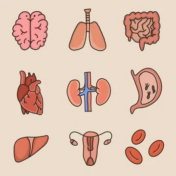 Set of human organs isolated on light background Stock Illustration