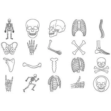 Set of human skeleton bone icons including skull, hand and torso for medica.. 库存插图
