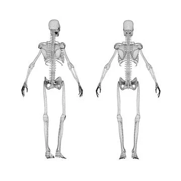 Set with human skeleton wireframe from black lines isolated on white backgr.. Stock Illustration