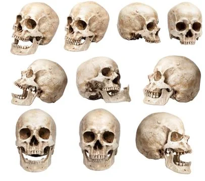 Set of human skulls in different angles. Isolated Stock Photos