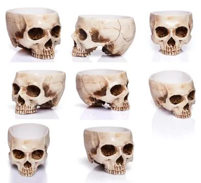 Set of human skulls in different angles. Isolated Stock Photos