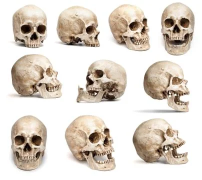 Set of human skulls in different angles. Isolated Stock Photos