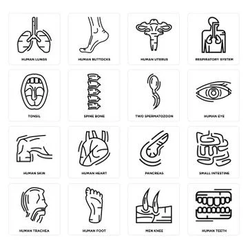 Set of Human Teeth, Men Knee, Trachea, Pancreas, Skin, Two Spermatozoon, Tons Free Stock Illustration