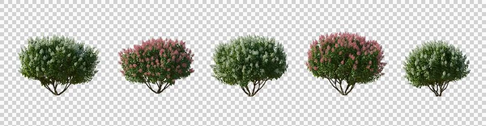 Set of hydrangea paniculata phantom bush shrub isolated png cutout Illustrazione stock