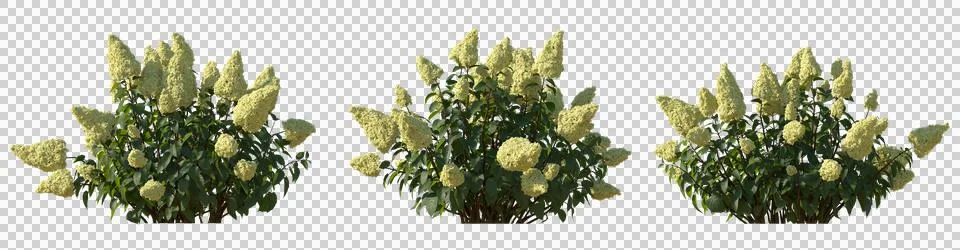 Set of hydrangea paniculata phantom bush shrub isolated png cutout Illustrazione stock