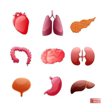 Set of icon cartoon organs. Ilustração Stock