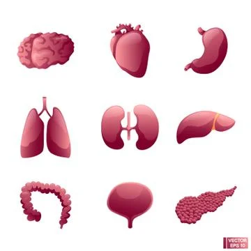 Set of icon internal organs. Stock Illustration