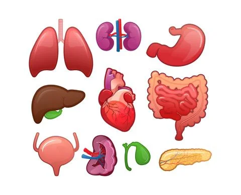 Set of icons for human internal organs Illustrazione stock