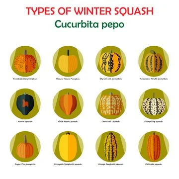 Set of icons. Winter squash. Flat style. Illustrazione stock
