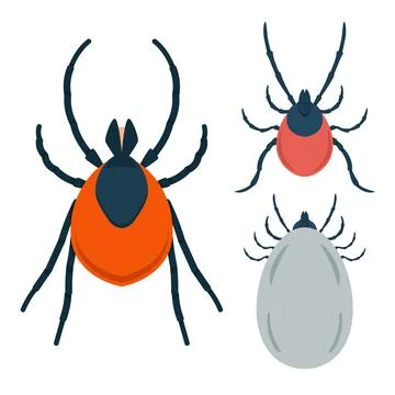 Set of Illustration of mite in flat style. Design element for infographic, em Stock Illustration