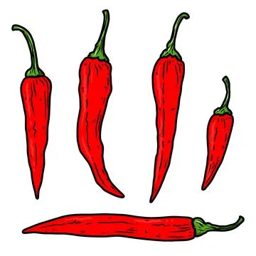 Set of illustrations of chilli peppers in engraving style. Design element for Stock Illustration