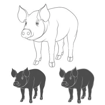 Set of illustrations depicting pigs. Vector isolated objects on a white. Stock Illustration