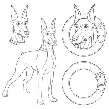 Set of illustrations with a Doberman in a collar. Isolated vector objects. Stock Illustration