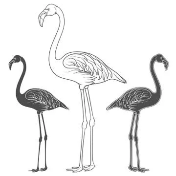 Set of illustrations of flamingos. Isolated vector black and white objects. Stock Illustration