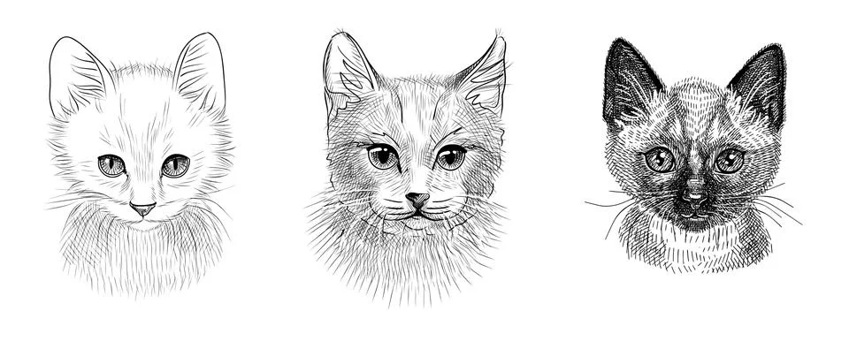 A set of illustrations of the head of a cat or a kitten. Black and white sketch Stock Illustration