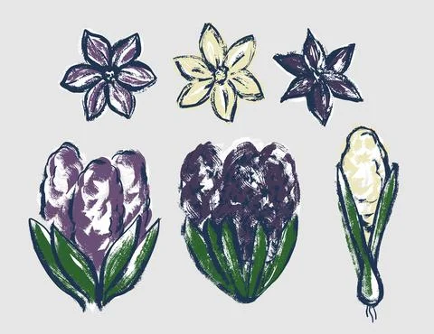 A set of illustrations. Hyacinth. A spring flower in the style of a careless Stock Illustration