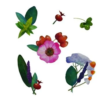 Set of illustrations of medicinal plants Stock Illustration