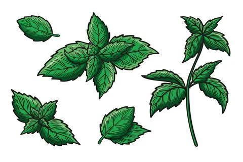 Set of illustrations with mint leaves and a branch. Stock Illustration