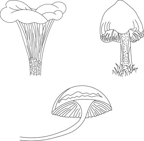 A set of illustrations of mushrooms. イラスト素材