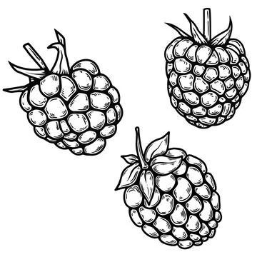 Set of illustrations of raspberry in engraving style. Design element for post Illustrazione stock