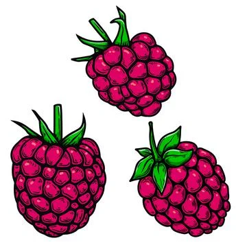 Set of Illustrations of raspberry in engraving style. Design element for post Stock Illustration