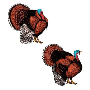 Set of illustrations of turkey in engraving style. Turkey bird illustration.. Stock Illustration