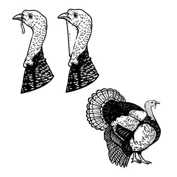 Set of illustrations of turkey in engraving style. Turkey bird illustration.. Stock Illustration