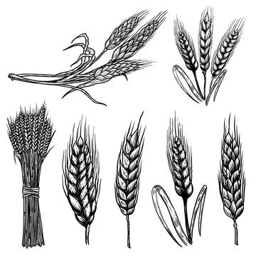 Set of illustrations of wheat spikelets in engraving style. Design element fo Stock Illustration