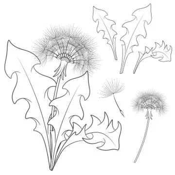 Set of images with a dandelion. Isolated vector black and white objects. Stock Illustration