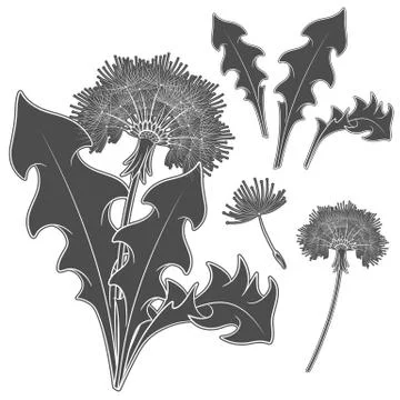 Set of images with a dandelion. Isolated vector black and white objects. Stock Illustration
