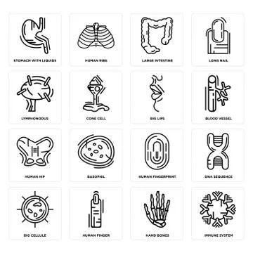 Set of Immune System, Hand Bones, Big Cellule, Human Fingerprint, Hip, Lips,  Selección de ilustraciones gratis