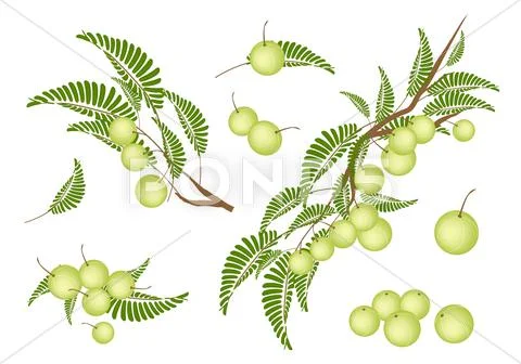 Set of Indian Gooseberry on White Background Stock Illustration