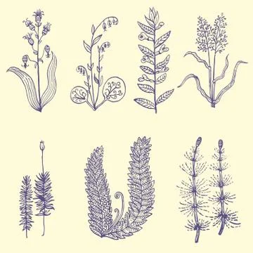 Set of ink drawn simple plants of forest and meadow Illustrazione stock